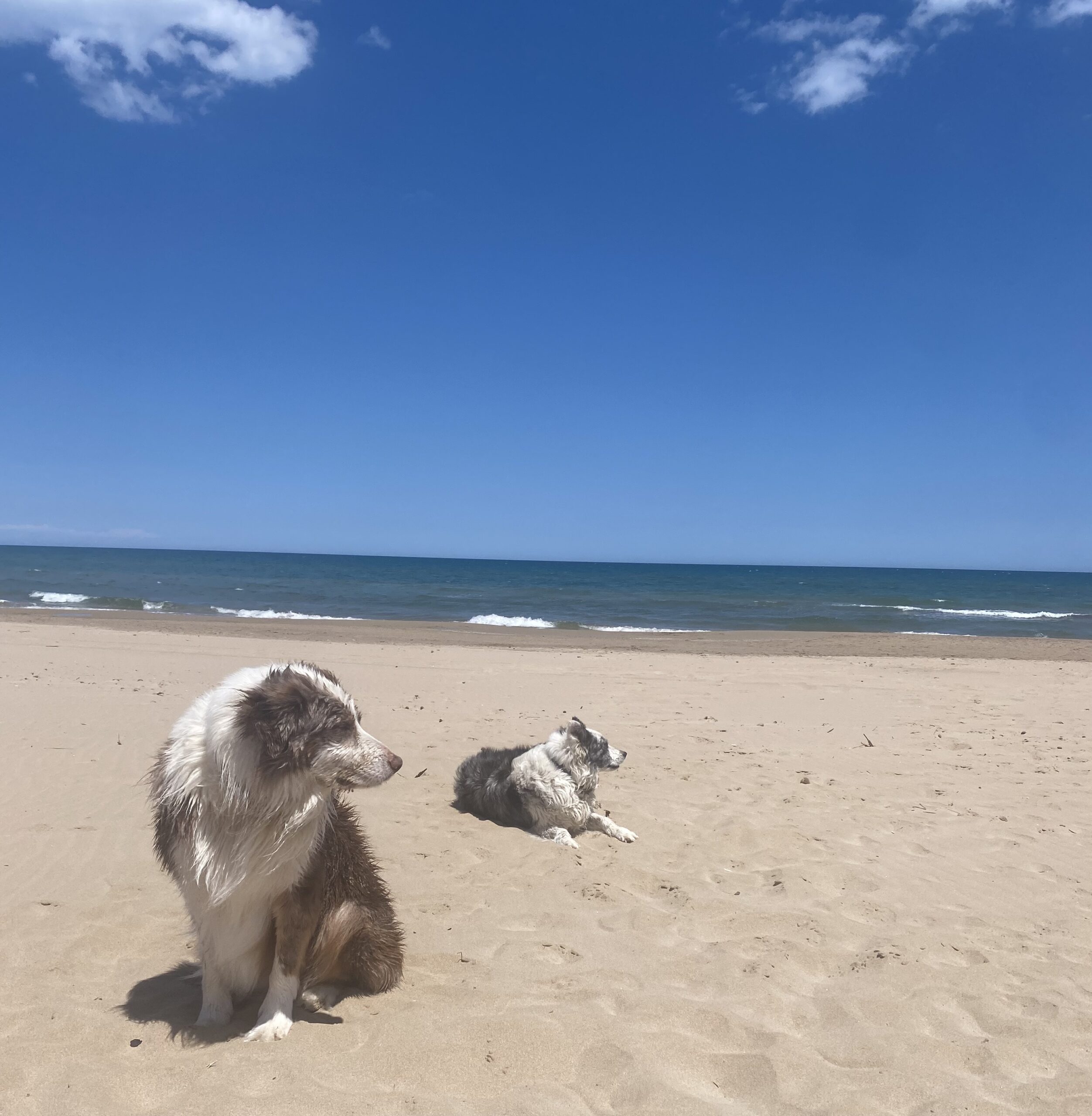 hondenstrand