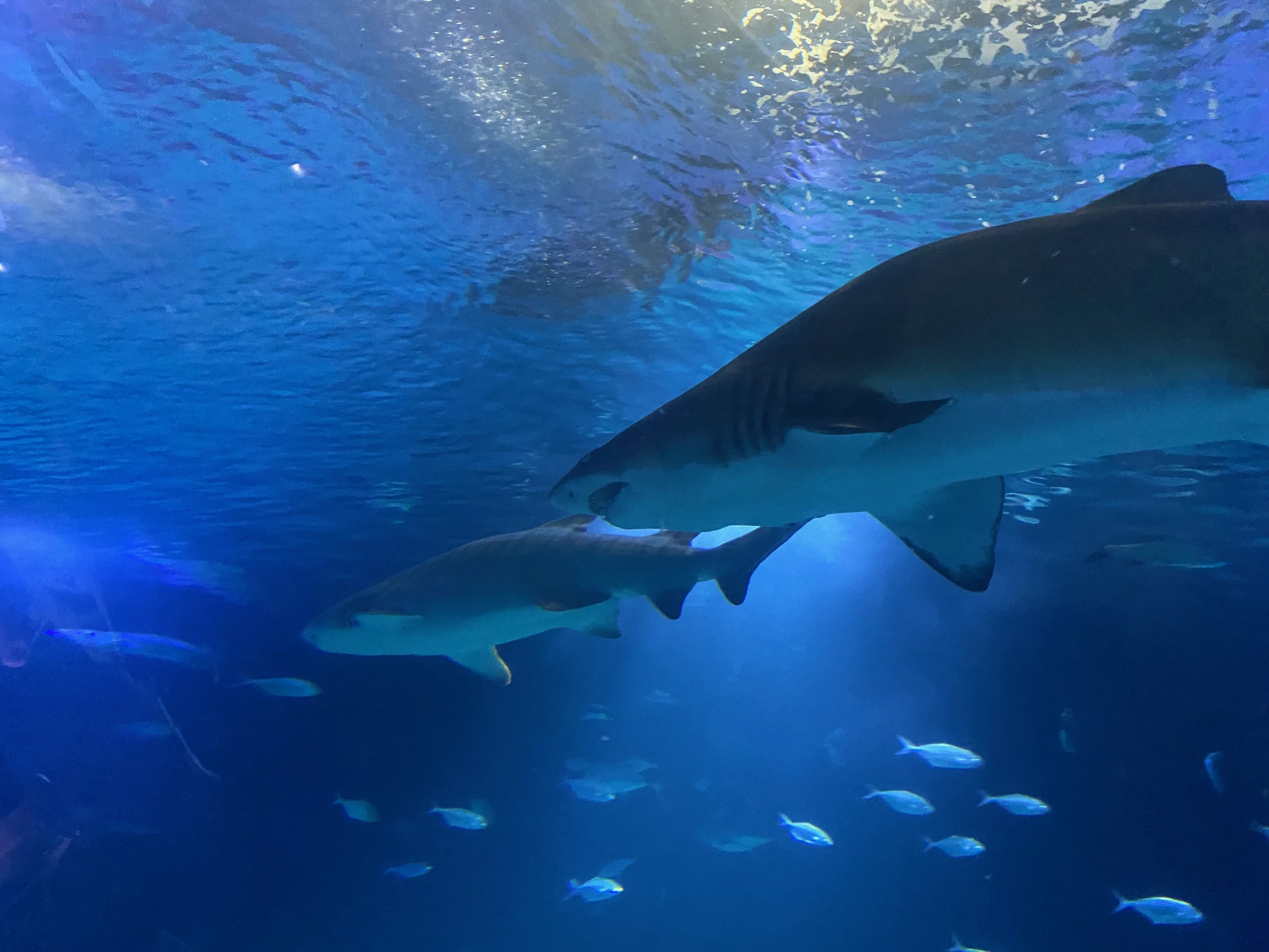 L'Oceanogràfic